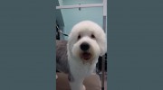 Cherished Pets, Bournemouth