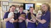 Hampton Park Vets