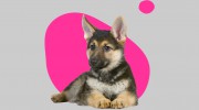 Ruff Cuts Dog Grooming Belfast