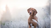 Gordon Veterinary Group