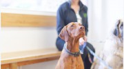 Carterton Vets