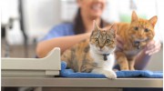 Alma Veterinary Hospital