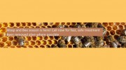 Town & Country Environmental Pest Solutions