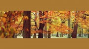 Ascot Tree Services