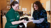The Mount Veterinary Practice