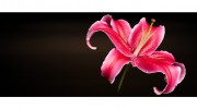 Floral Delights Florist
