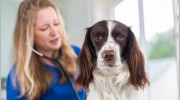 The Clockhouse Veterinary Hospital