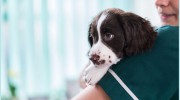 The Tern Veterinary Group