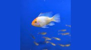 Deepblue Aquatic