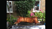 Taste The Cracklin