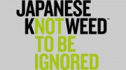Japanese Knotweed