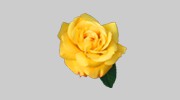 Tynedale Family Funeral Directors
