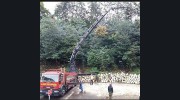 M.Large Tree Services