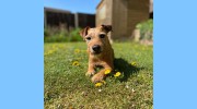 North Derby Pet Sitters