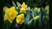 St John's Plant Centre