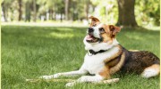 Cedar Grove Veterinary Clinic