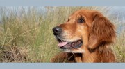 Amberley Kennels