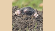 1st Call Pest Control