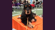 Pooches Grooming Studio