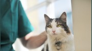St Georges Veterinary Group