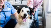 Portland House Veterinary Group