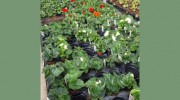 Sandy Lane Nurseries