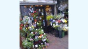 Wells Flowers