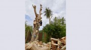 Cardiff Tree Surgery