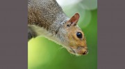 Derby Pest Control Service