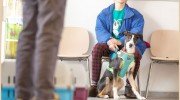 Grove Lodge Vets