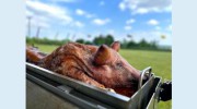 Hog Roast Ashford
