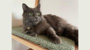 Avey Lane Cattery