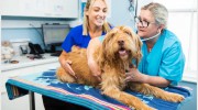 Christopher Carter Veterinary Surgery