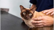 Hallam Veterinary Centre