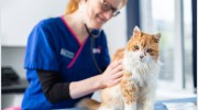 New Street Vets