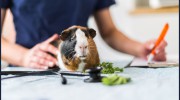 Spring Lodge Veterinary Centre
