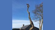 Lothian Tree Specialists