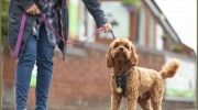 Copeland Veterinary Surgeons