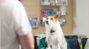 Lakeview Veterinary Centre