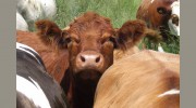 Burgate Manor Farm Holidays