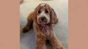 Turner & Pooch Dog Grooming