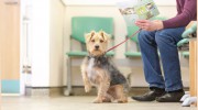 St Mary's Vets