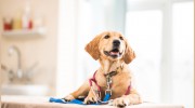 Shinfield Road Veterinary Surgery