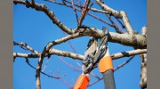 Tree Star Maintenance
