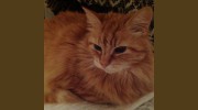Cats Conkers Boarding Cattery