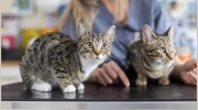 Emscote Vets
