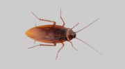 ML Pest Control & Countryside Services