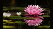 Acupuncture Therapy