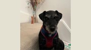 Jurassic Barks Dog Walking