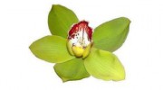 Christine's Florist